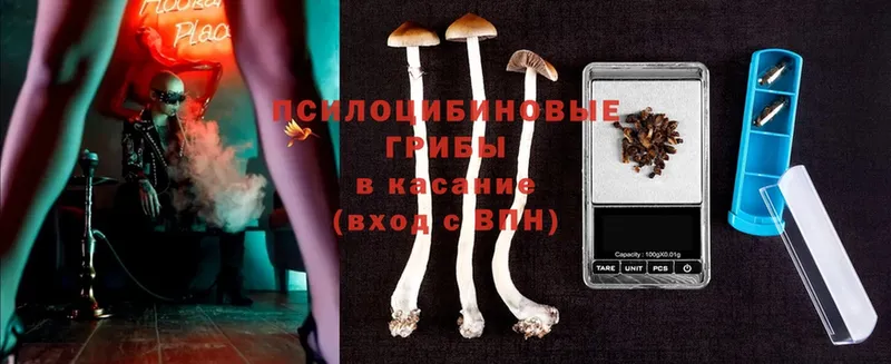 kraken зеркало  Дальнегорск  Псилоцибиновые грибы Psilocybe 